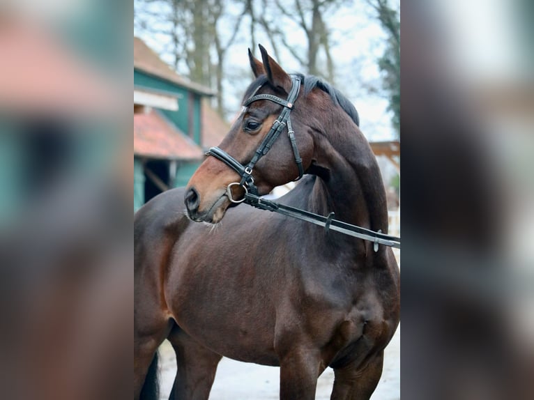 Westphalian Gelding 7 years 14,2 hh Bay-Dark in Glandorf