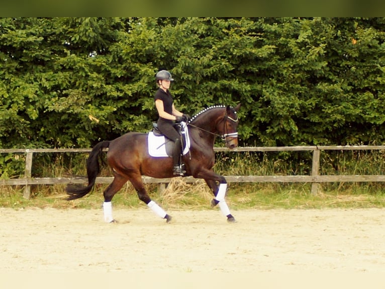 Westphalian Gelding 7 years 15,2 hh Bay-Dark in Iserlohn