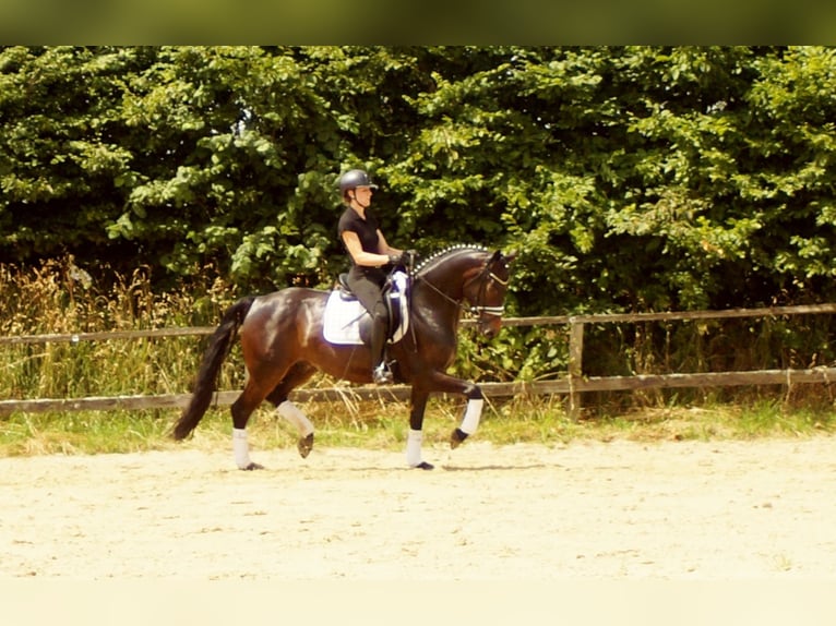 Westphalian Gelding 7 years 15,2 hh Bay-Dark in Iserlohn