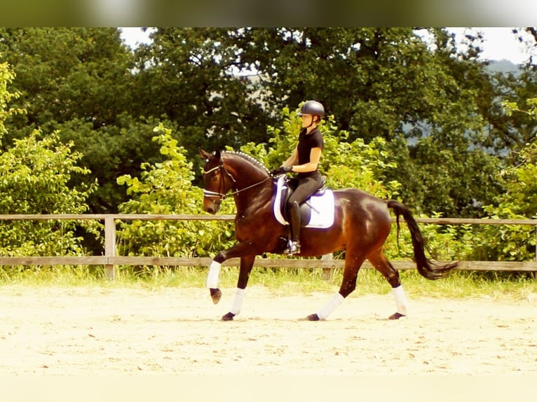 Westphalian Gelding 7 years 15,2 hh Bay-Dark in Iserlohn