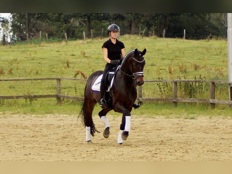 Westphalian Gelding 7 years 15,2 hh Bay-Dark in Iserlohn