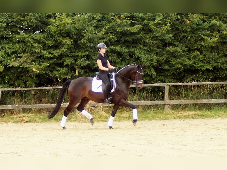 Westphalian Gelding 7 years 15,2 hh Bay-Dark in Iserlohn