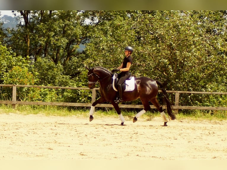 Westphalian Gelding 7 years 15,2 hh Bay-Dark in Iserlohn