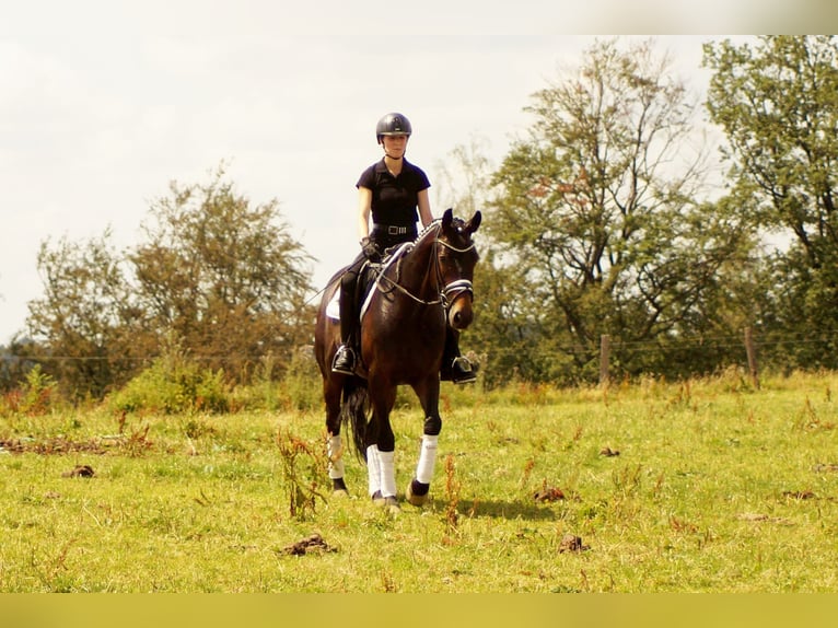 Westphalian Gelding 7 years 15,2 hh Bay-Dark in Iserlohn