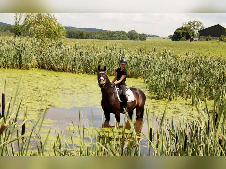 Westphalian Gelding 7 years 15,2 hh Bay-Dark in Iserlohn