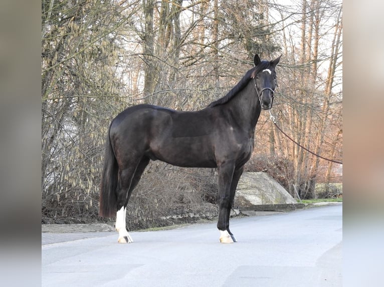 Westphalian Gelding 7 years 15,3 hh Black in Verl