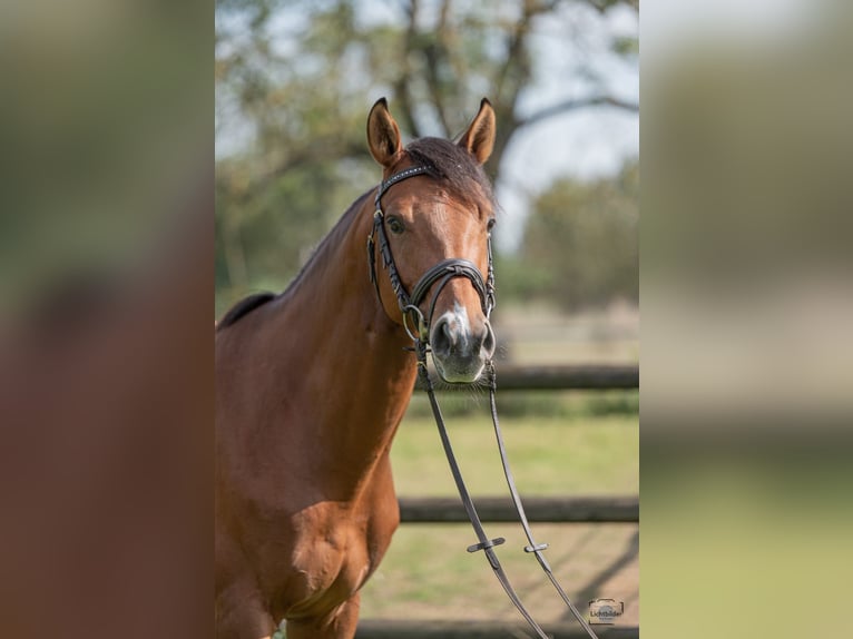 Westphalian Gelding 7 years 15,3 hh Brown in Büttelborn