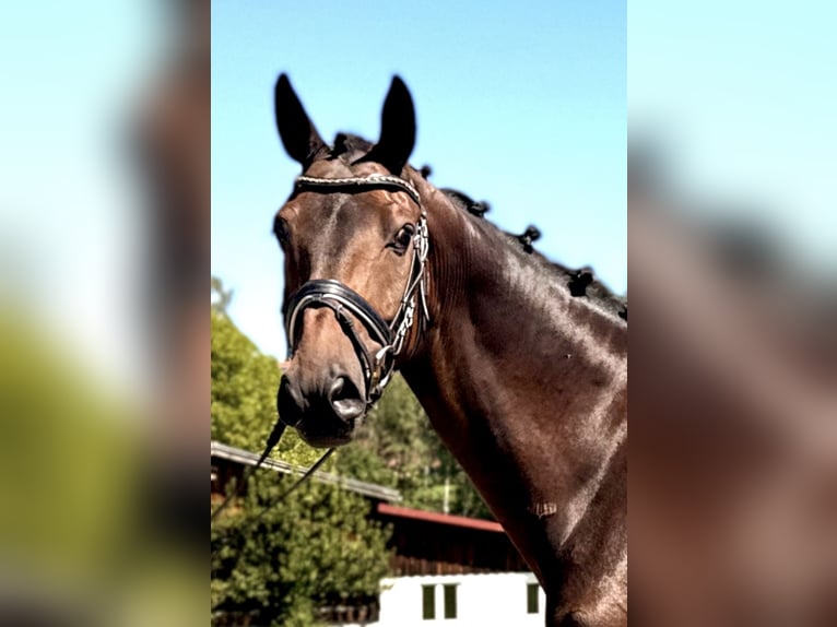 Westphalian Gelding 7 years 16.1 hh Bay-Dark in Altusried