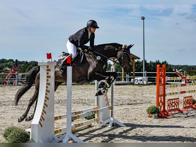 Westphalian Gelding 7 years 16.1 hh Bay-Dark in Eitorf