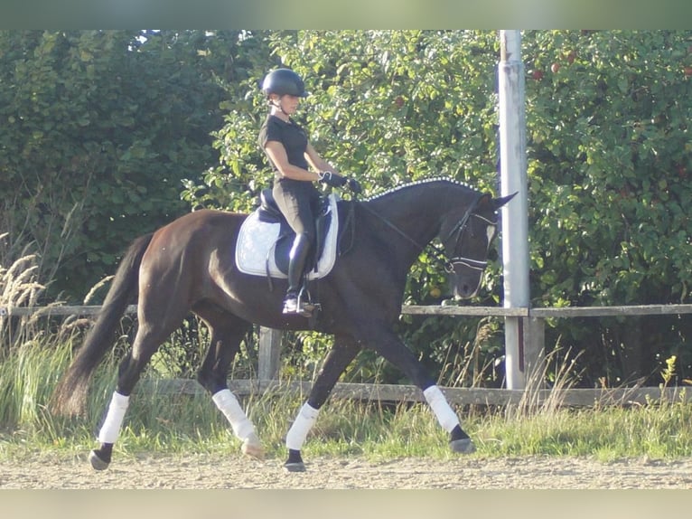 Westphalian Gelding 7 years 16.1 hh Black in Iserlohn
