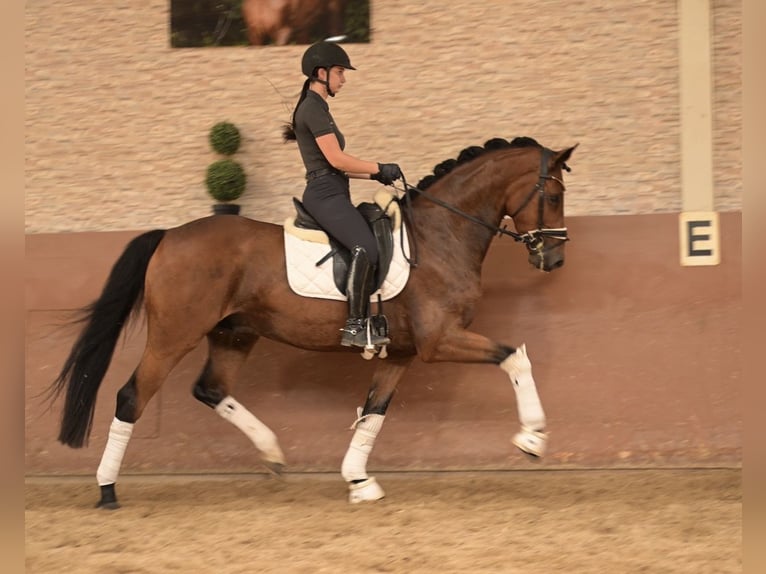 Westphalian Gelding 7 years 16.1 hh Brown in Wehringen