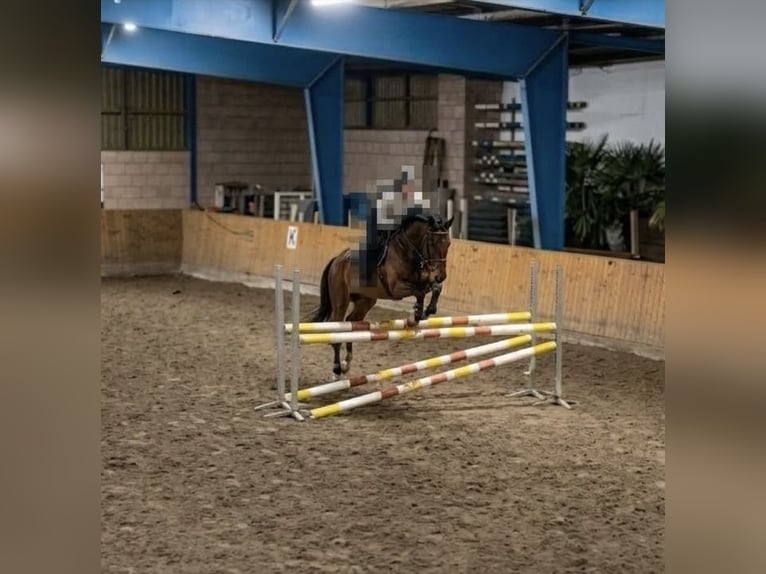 Westphalian Gelding 7 years 16.1 hh Brown in Bechhofen