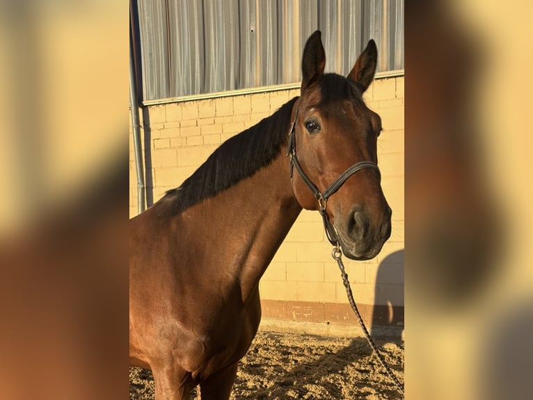 Westphalian Gelding 7 years 16.1 hh Brown in Bischofsheim