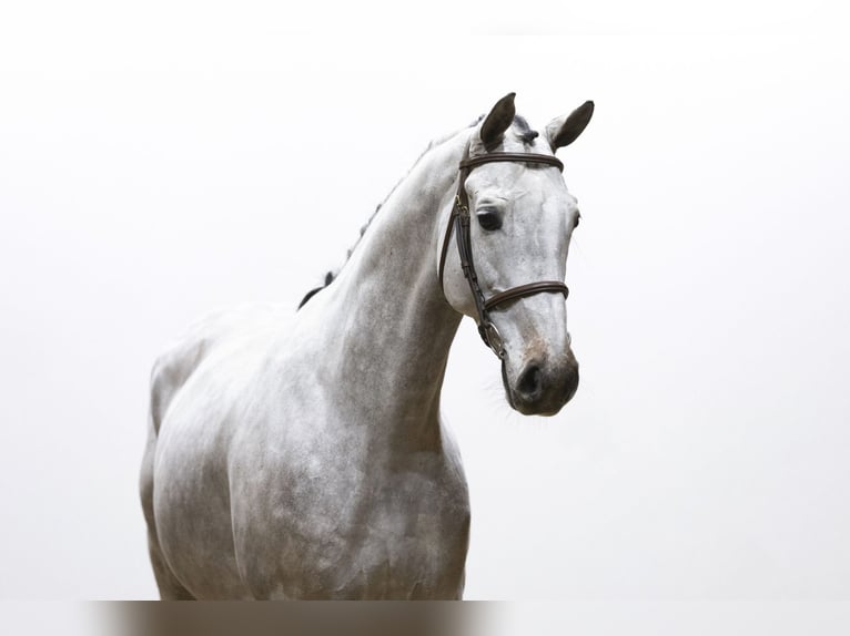 Westphalian Gelding 7 years 16,1 hh Can be white in Waddinxveen