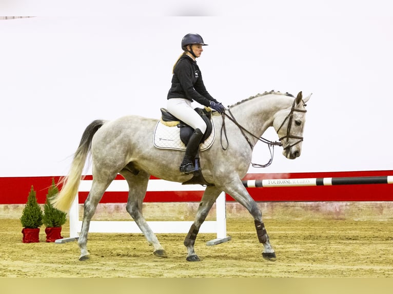 Westphalian Gelding 7 years 16,1 hh Can be white in Waddinxveen