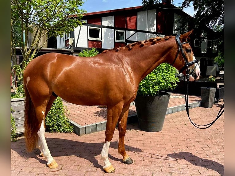 Westphalian Gelding 7 years 16.1 hh Chestnut-Red in Frankfurt am Main