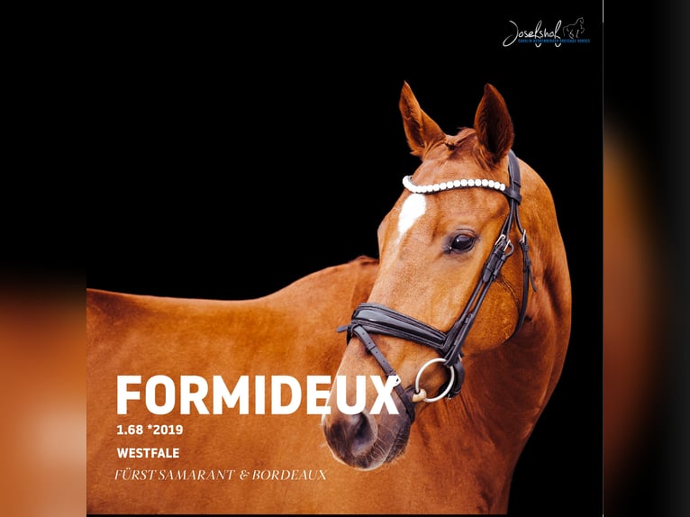 Westphalian Gelding 7 years 16.1 hh Chestnut-Red in Oberstadion