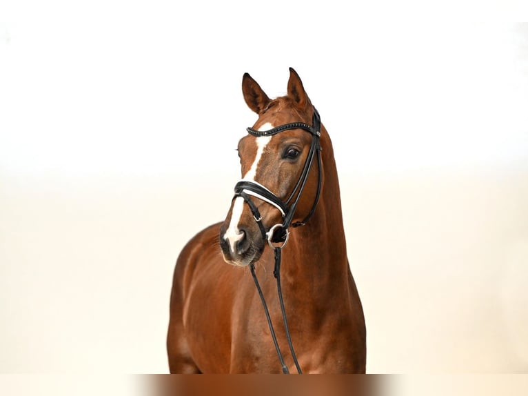 Westphalian Gelding 7 years 16.1 hh Chestnut-Red in Saerbeck