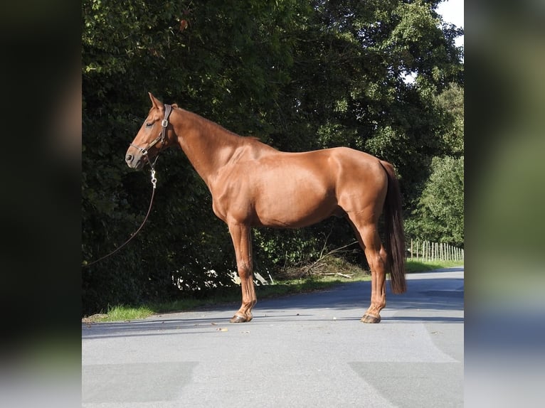Westphalian Gelding 7 years 16.1 hh Chestnut-Red in VerL
