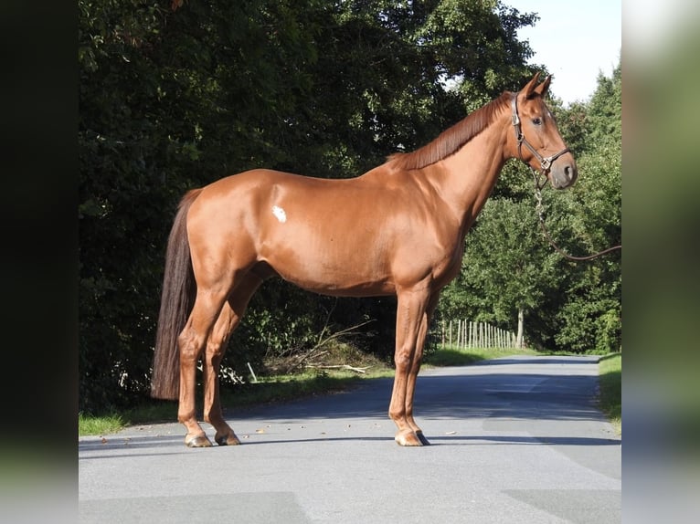 Westphalian Gelding 7 years 16.1 hh Chestnut-Red in VerL