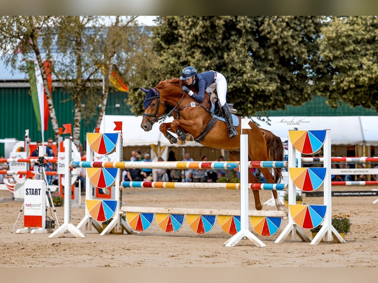 Westphalian Gelding 7 years 16,1 hh Chestnut-Red in Viersen