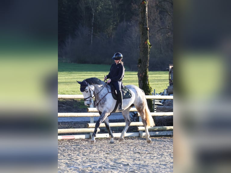 Westphalian Gelding 7 years 16,1 hh Grey in Sundern