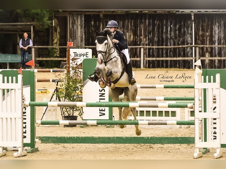 Westphalian Gelding 7 years 16,1 hh Grey in Sundern