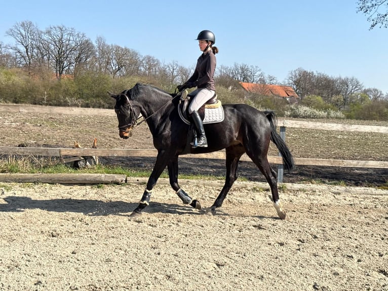 Westphalian Gelding 7 years 16.2 hh Bay-Dark in Gütersloh