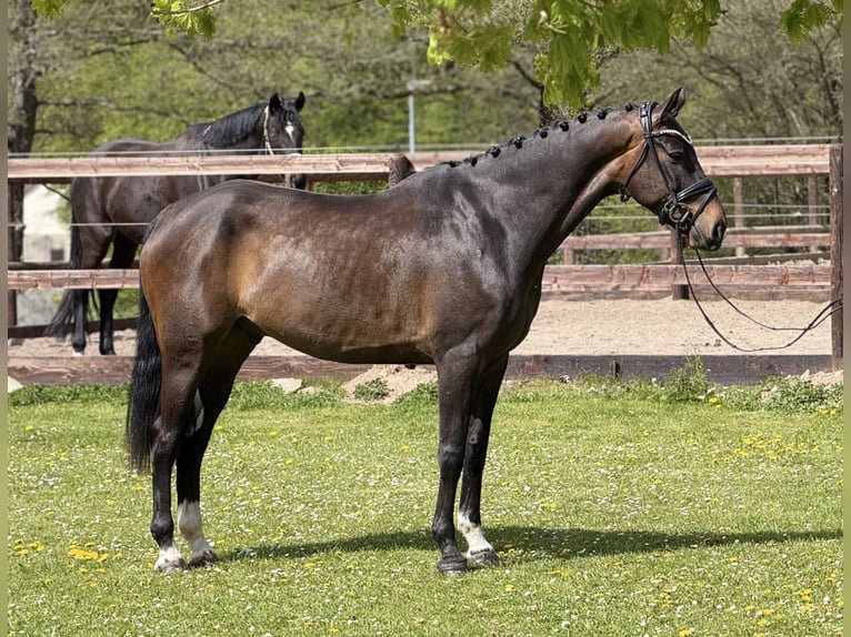 Westphalian Gelding 7 years 16.2 hh Bay-Dark in Schenklengsfeld