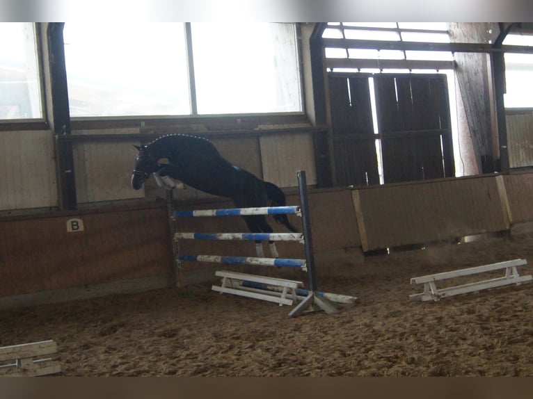 Westphalian Gelding 7 years 16,2 hh Bay-Dark in Iserlohn