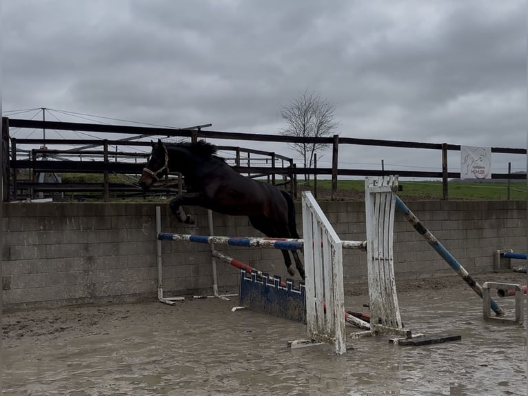 Westphalian Gelding 7 years 16.2 hh Bay-Dark in Hadamar