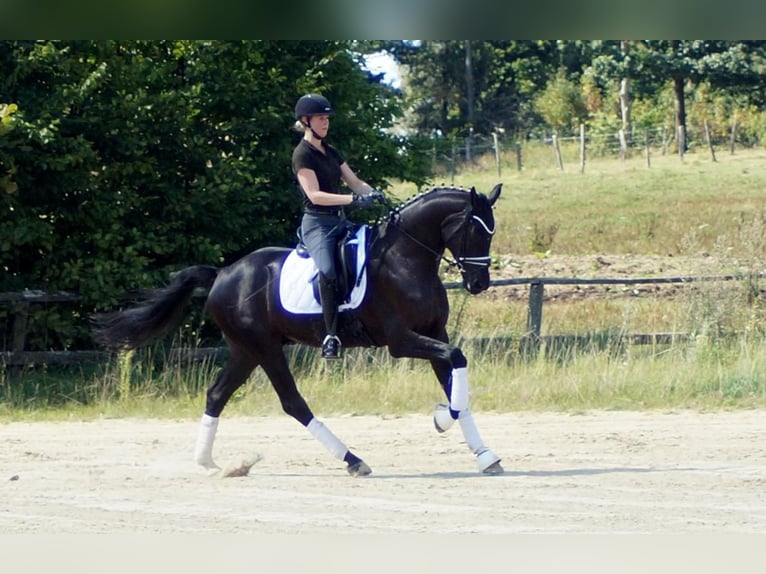 Westphalian Gelding 7 years 16.2 hh Black in Iserlohn