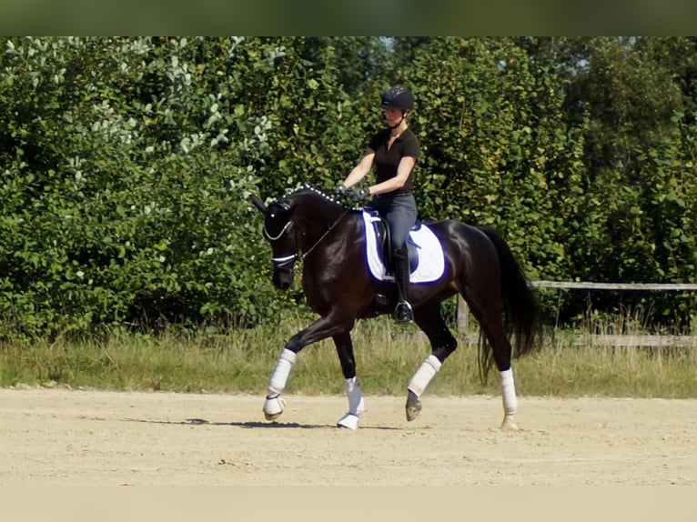 Westphalian Gelding 7 years 16.2 hh Black in Iserlohn