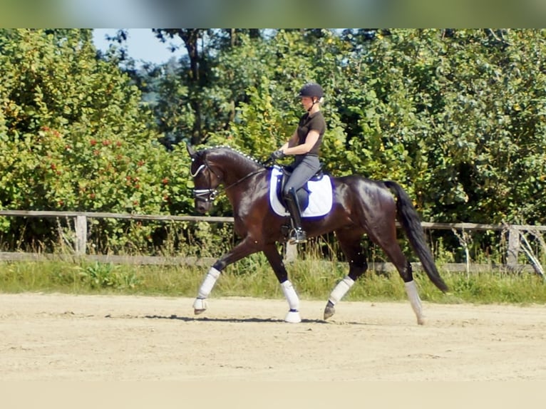 Westphalian Gelding 7 years 16.2 hh Black in Iserlohn