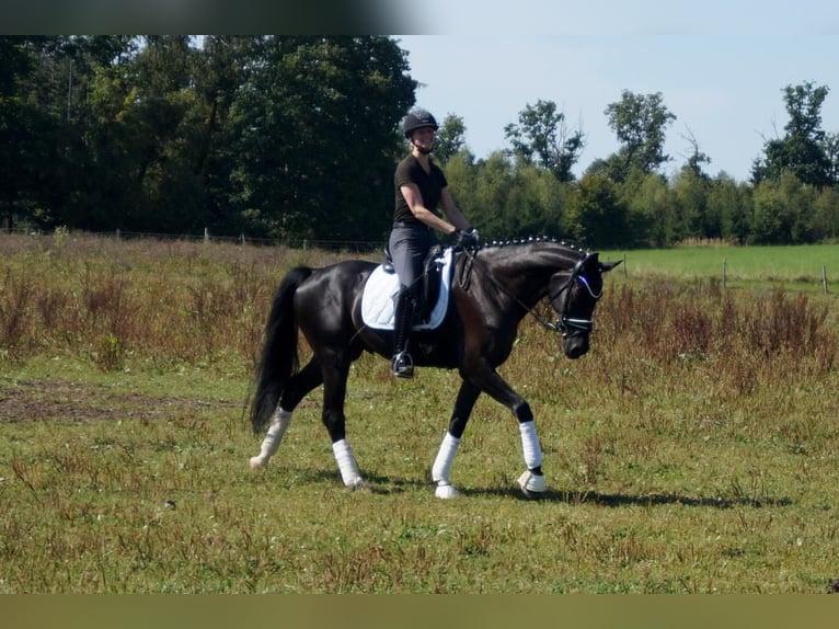 Westphalian Gelding 7 years 16.2 hh Black in Iserlohn