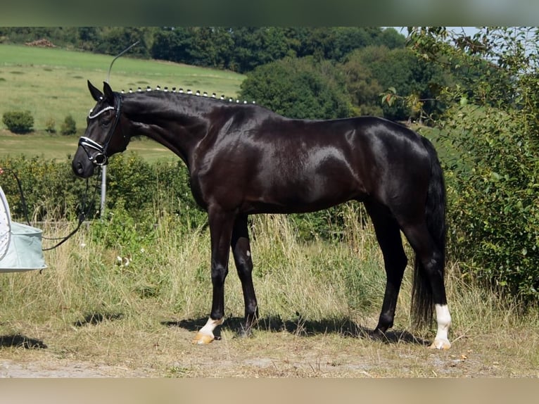 Westphalian Gelding 7 years 16.2 hh Black in Iserlohn