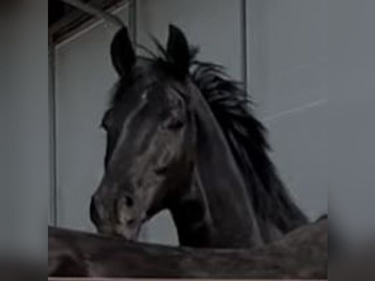 Westphalian Gelding 7 years 16,2 hh Black in Münster