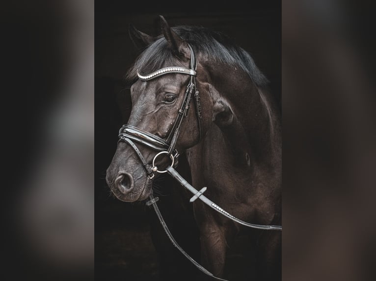 Westphalian Gelding 7 years 16,2 hh Black in Münster