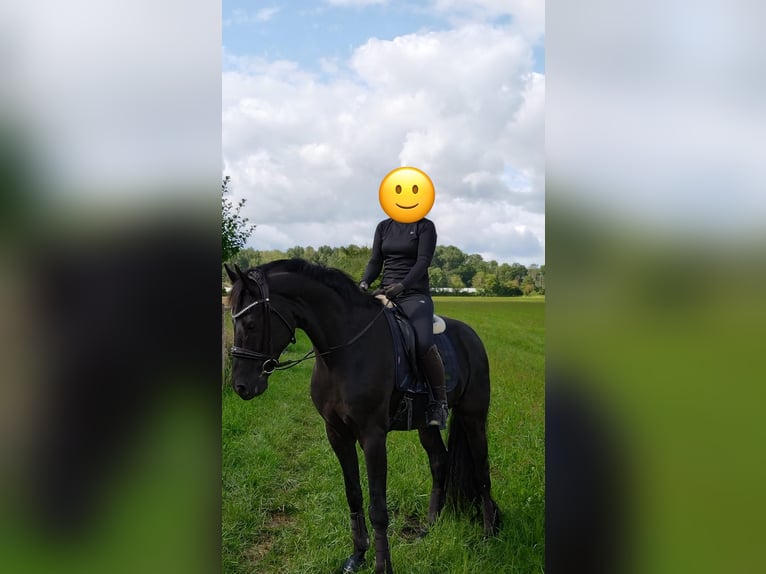 Westphalian Gelding 7 years 16,2 hh Black in Münster