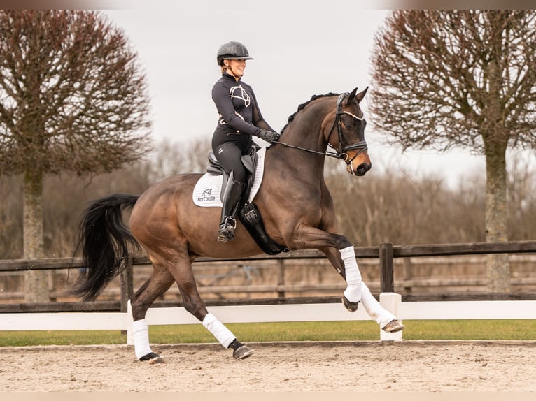 Westphalian Gelding 7 years 16.2 hh Brown in Egtved