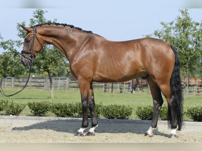 Westphalian Gelding 7 years 16,2 hh Brown in Sassenberg