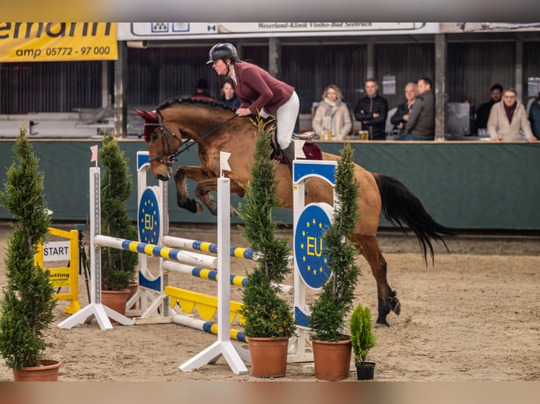 Westphalian Gelding 7 years 16.2 hh Brown in Minden