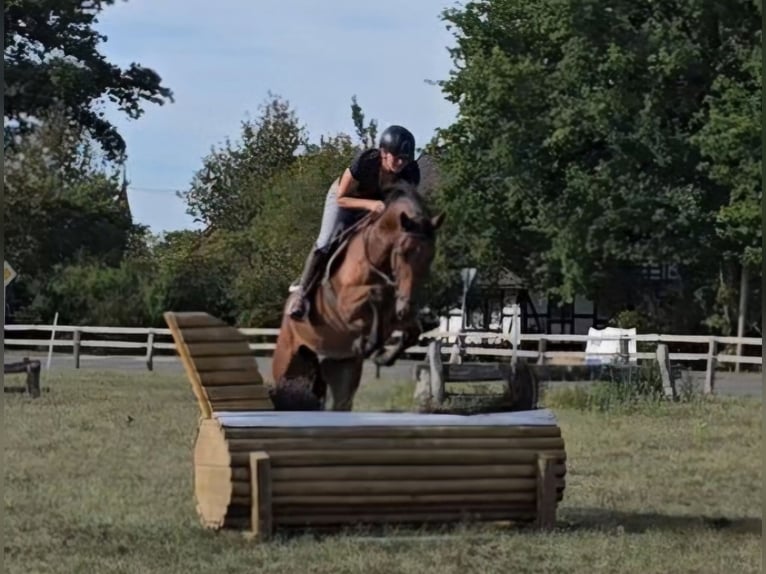 Westphalian Gelding 7 years 16.2 hh Brown in Minden
