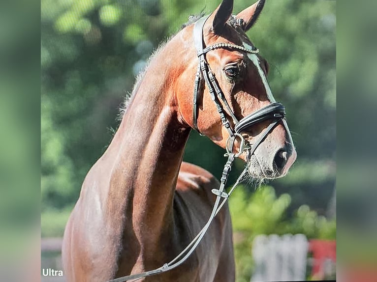 Westphalian Gelding 7 years 16.2 hh Brown in Dornburg