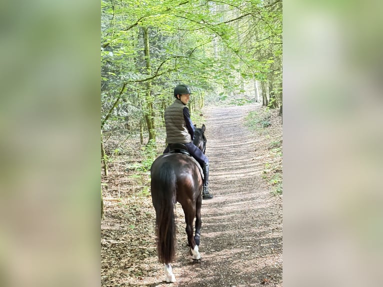 Westphalian Gelding 7 years 16.2 hh Chestnut in Billerbeck