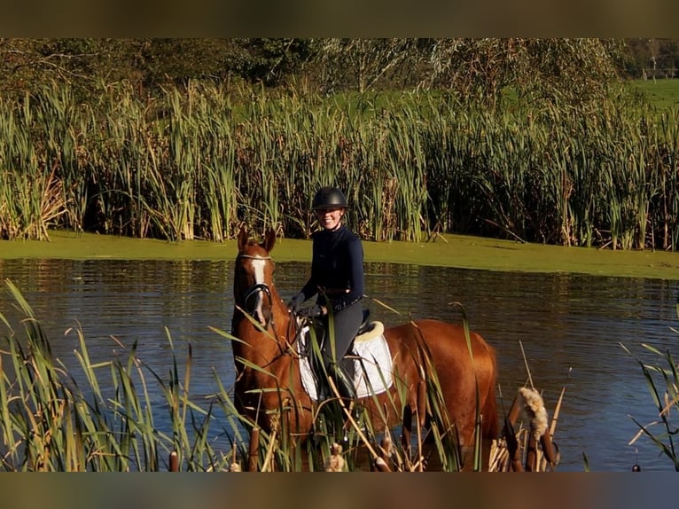 Westphalian Gelding 7 years 16,2 hh Chestnut-Red in Iserlohn