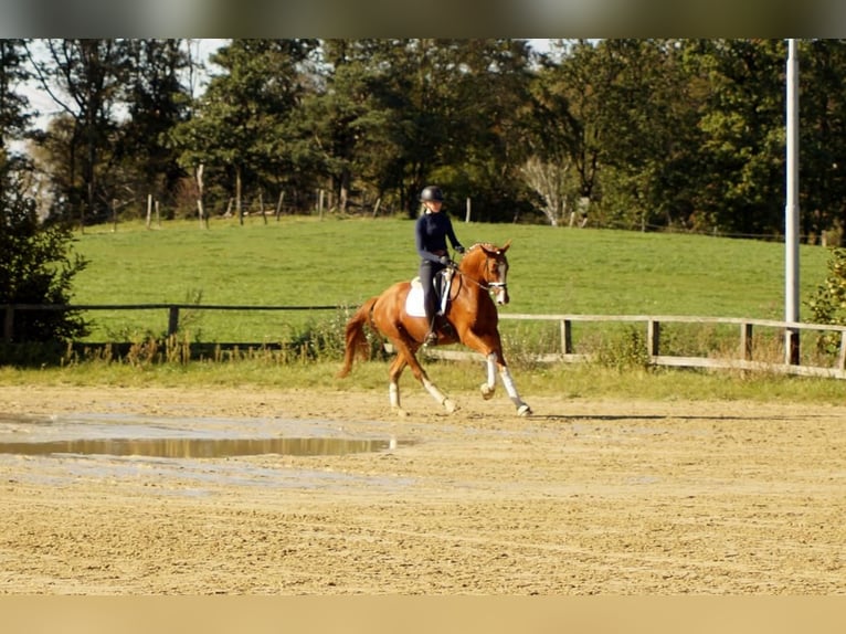 Westphalian Gelding 7 years 16,2 hh Chestnut-Red in Iserlohn