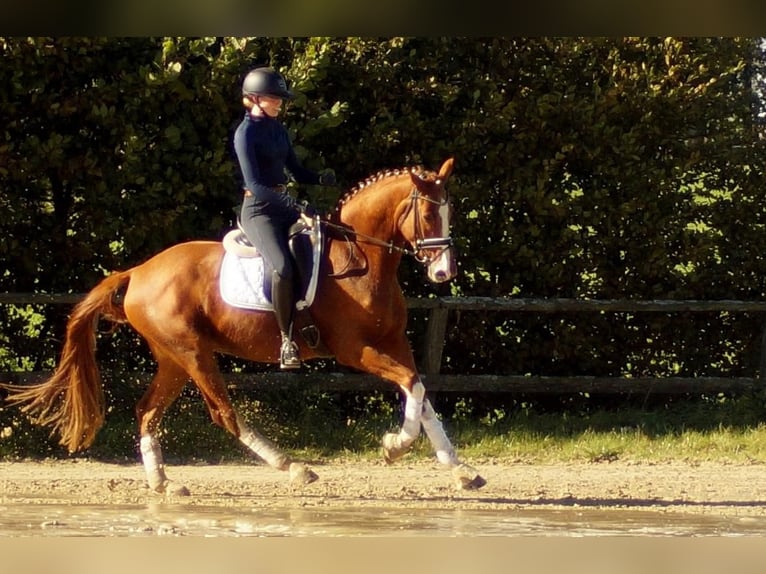 Westphalian Gelding 7 years 16,2 hh Chestnut-Red in Iserlohn