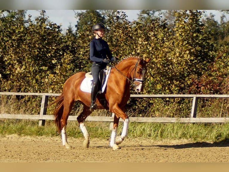 Westphalian Gelding 7 years 16,2 hh Chestnut-Red in Iserlohn