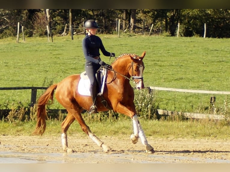 Westphalian Gelding 7 years 16,2 hh Chestnut-Red in Iserlohn